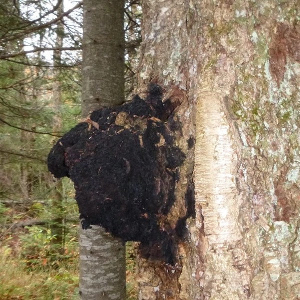 Ed's 3 Mushroom Blend 1:1:1 (Lions Mane, Reishi, Chaga)