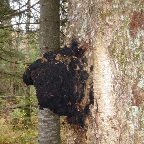 Ed's 3 Mushroom Blend 1:1:1 (Lions Mane, Reishi, Chaga)