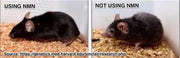 NMN + Resveratrol Bundle