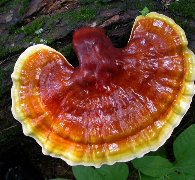 Ed's 3 Mushroom Blend 1:1:1 (Lions Mane, Reishi, Chaga)